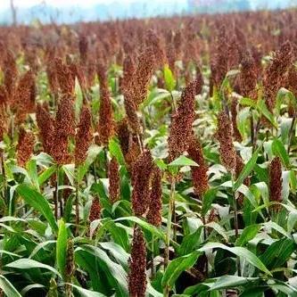 高粱价格今日最新行情及分析