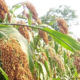 高粱价格今日最新行情及分析