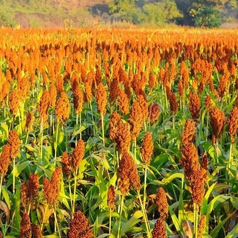 高粱价格今日最新行情及分析