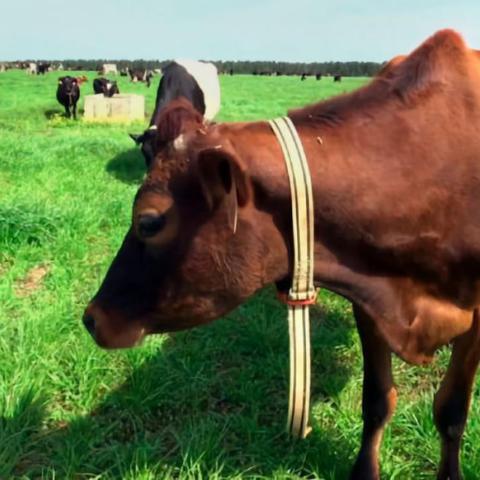 最新奶牛配种员招聘启事，寻找专业精英加入团队