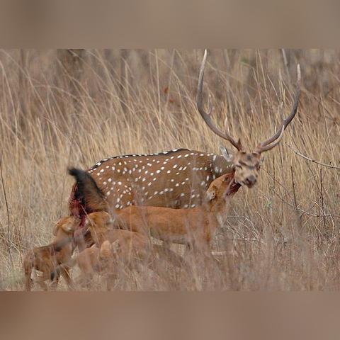 陕西淘汰鸡价格走势分析