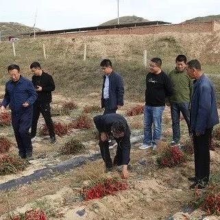 望天椒价格走势分析，最新行情解读