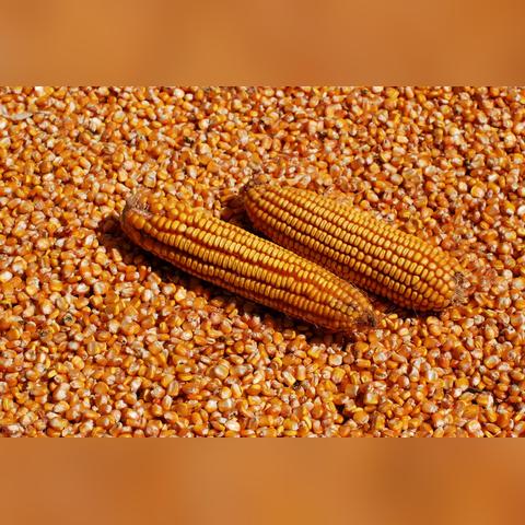 盛世富邦最新公告发布