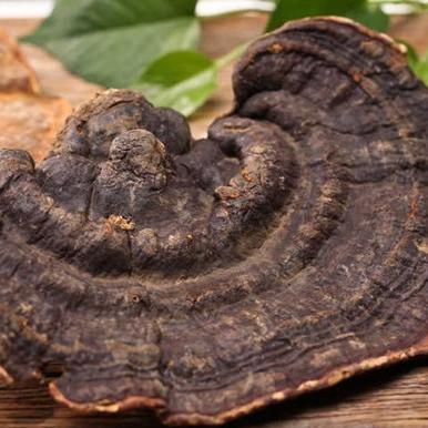 灵芝价格最新走势分析(2025年预测)