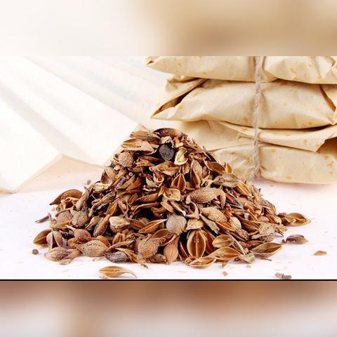 青翘最新信息概览