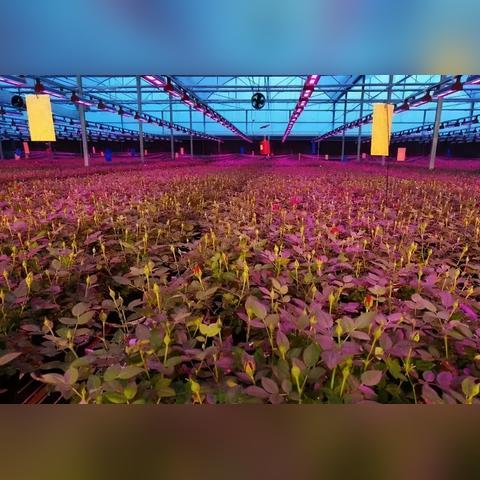 大棚种植果树新品种探析