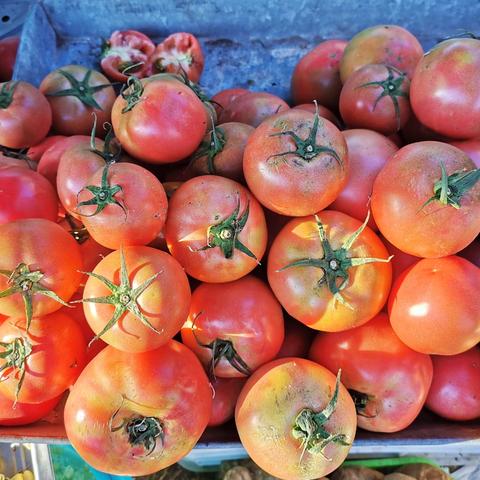 大棚种植果树新品种探析