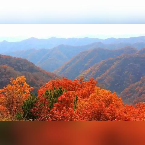 秋风寒雾探真相