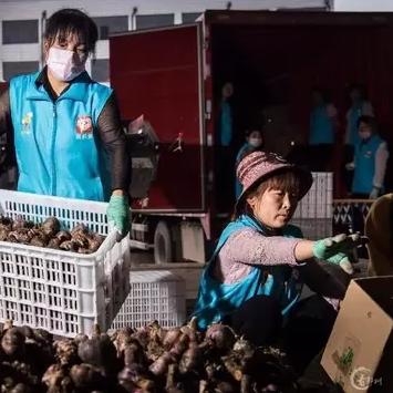 中牟干蒜行情最新价格分析