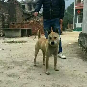 猎犬追踪野猪，揭示狩猎背后的数据秘密视频新发布