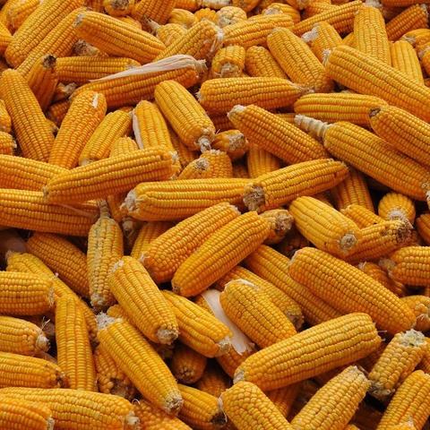 玉米淀粉价格走势最新分析