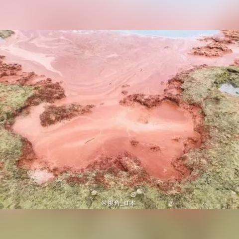 血珊瑚最新作品揭秘深海奥秘的壮丽画卷