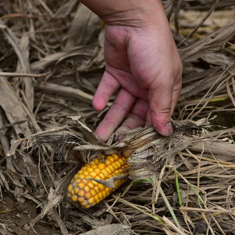 寿光今日玉米价格走势分析