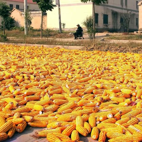 寿光今日玉米价格走势分析