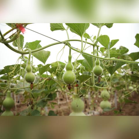 华夏博园最新价格走势分析