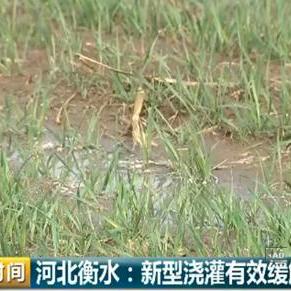 衡水小麦价格行情最新分析