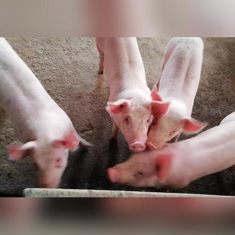 保育舍建设新动向，细节揭秘、数据解读与未来趋势展望