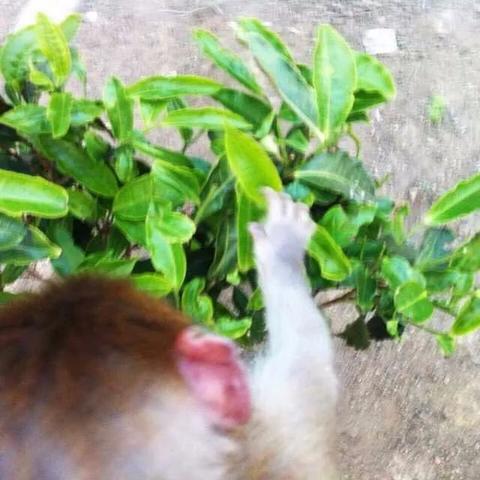 「山人弹弓视频解析」,技巧、数据与实战全攻略。