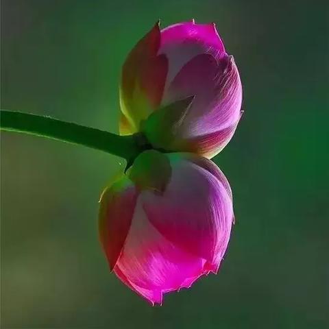 雪小禅散文，禅意生活的文字温度