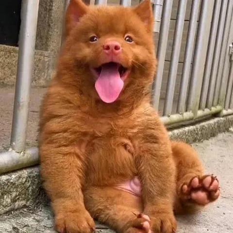 揭阳土狗买卖最新信息