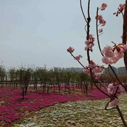 淄博文昌湖新动态,生态文旅地标蓬勃发展