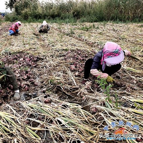 甘肃洋葱今日价格走势分析及未来展望