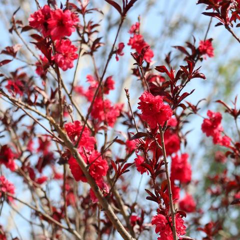 济南西部新城最新动态,城市新核心蓬勃发展