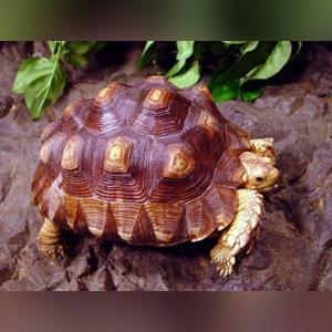 最新狂野模式宇宙术,探索宇宙新纪元