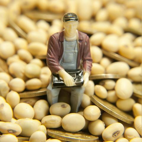 港口大豆分销价实时动态解析