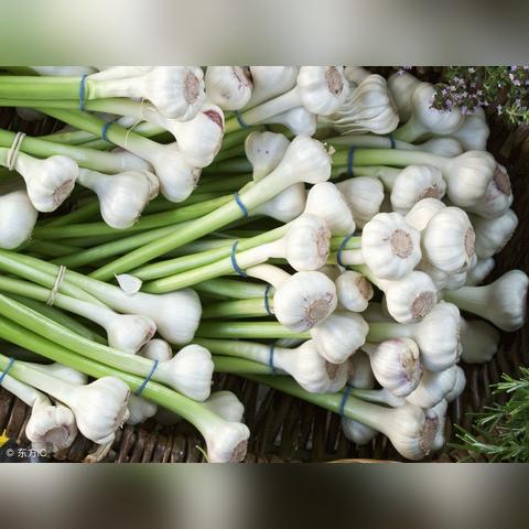 河南大蒜产地最新价格走势分析