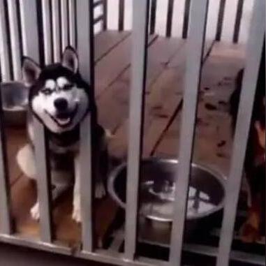 土狗斗狗比赛，人犬互动盛宴开启！