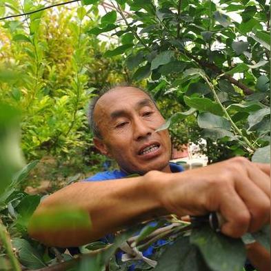 大樱桃新品种详解介绍