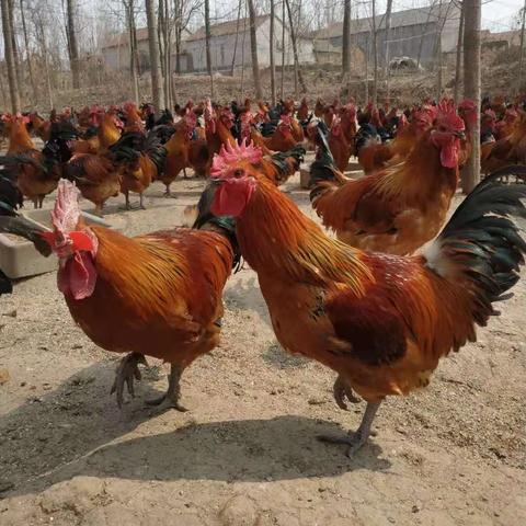 最新肉鸡收购者崛起与行业趋势洞察