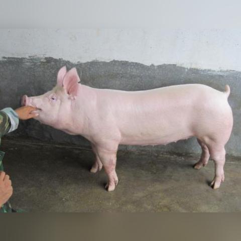 最新母猪免疫程序表及其应用详解