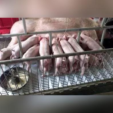 最新母猪免疫程序表及其应用详解