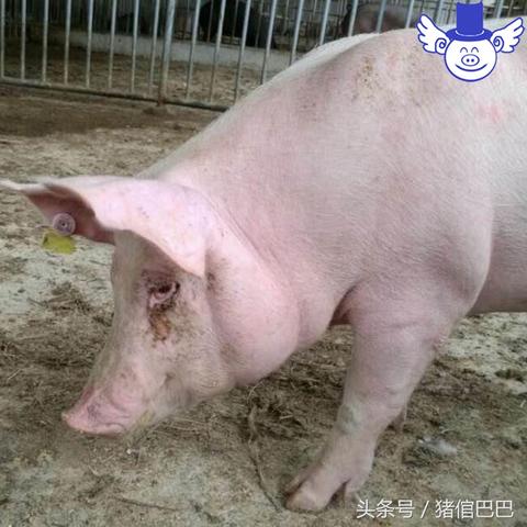 最新母猪免疫程序表及其应用详解