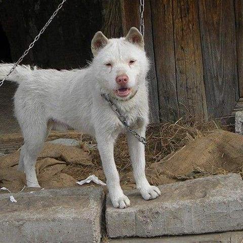 凉山猎犬最新买卖信息，市场现状与发展趋势解析