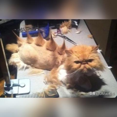 猫咪战车最新版特性与玩法详解攻略