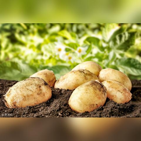 土豆价格走势分析，最新行情预测（2025年）