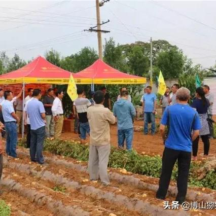 肥城冷库土豆价格走势分析