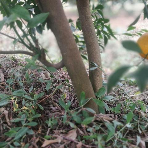 新会陈皮未来价格趋势分析,展望至2025年