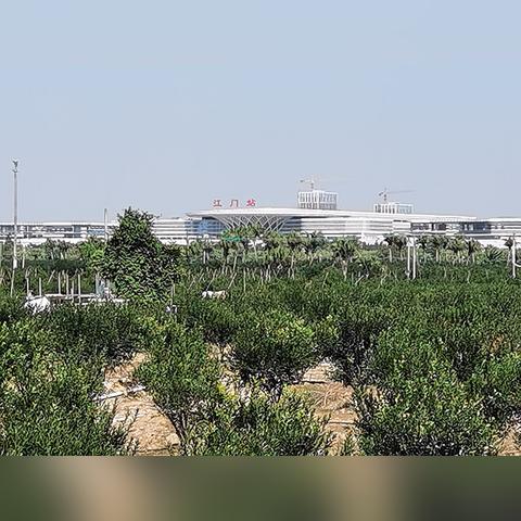 新会陈皮未来价格趋势分析,展望至2025年