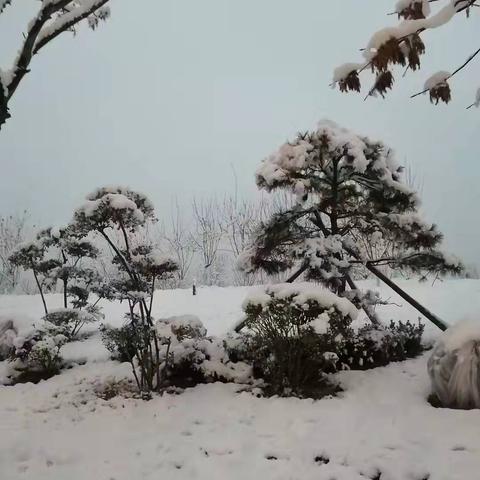 商丘小麦价格行情最新分析