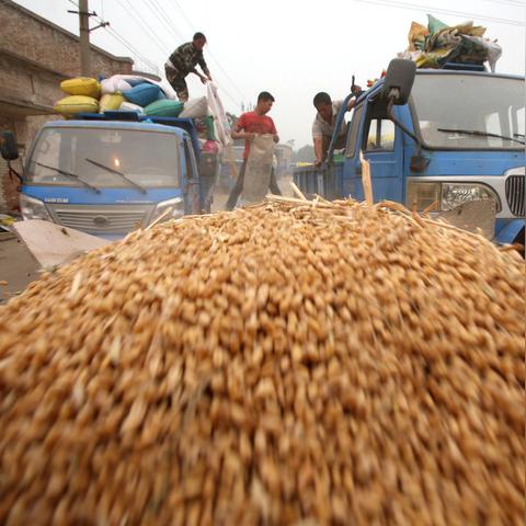 商丘小麦价格行情最新分析