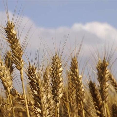 商丘小麦价格行情最新分析
