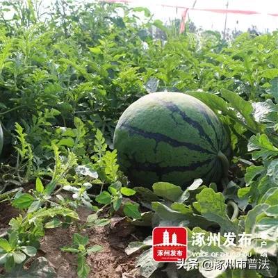 涿州义和庄最新消息报道