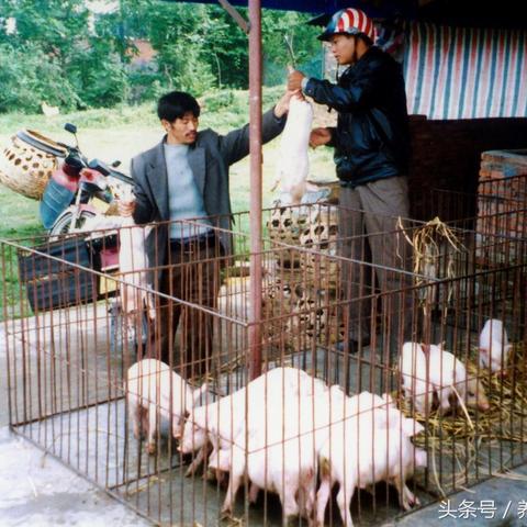 农村猪舍建设图片分析及探讨