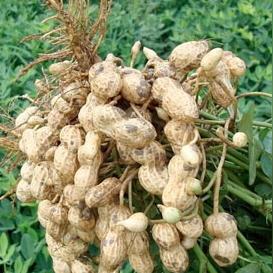 正阳花生价格走势分析及最新预测