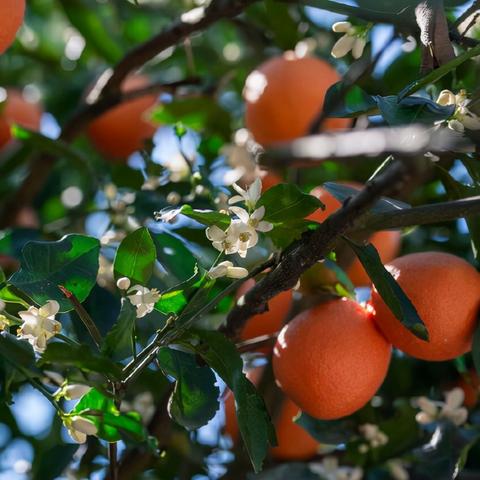 奉节农业农村更新通知公告