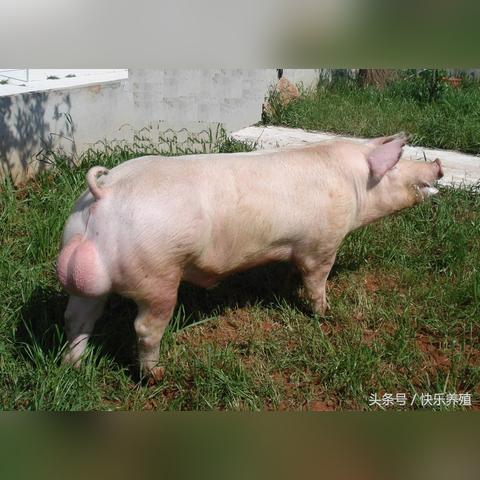 北方猪舍最新建造图解析